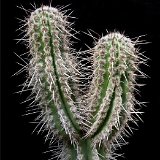 Weberbauerocereus cephalomacrostibas PLL, Lima, Peru MCA   ÉPUISÉ - OUT of STOCK - AGOTADO